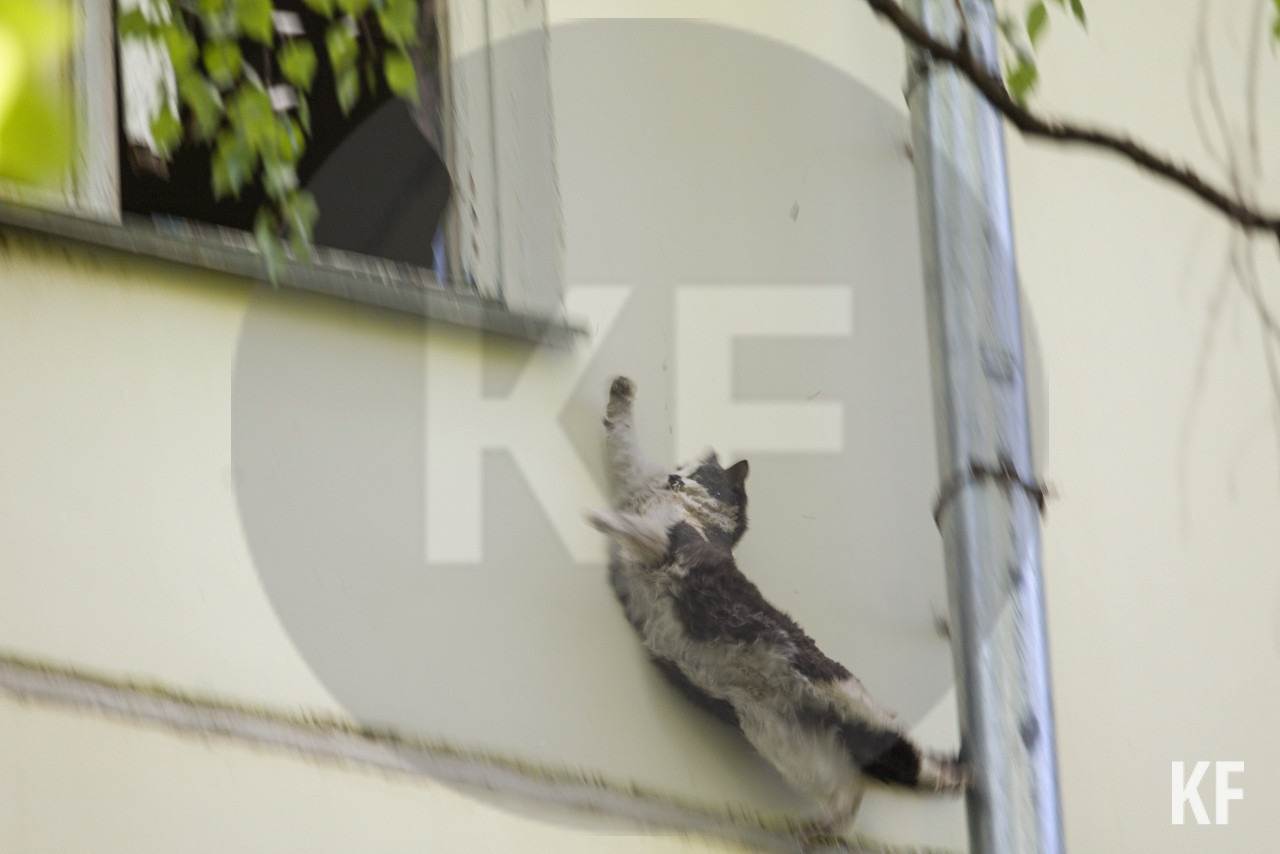 Приметы про кошек и котов в доме, поверья – если выпала из окна, укусила