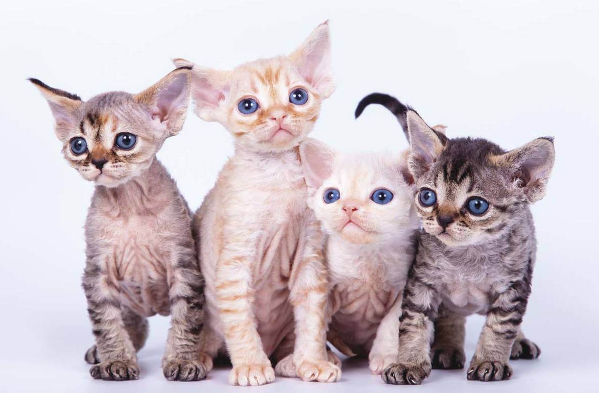 Гипоаллергенные кошки: топ-8 лучших пород, фото