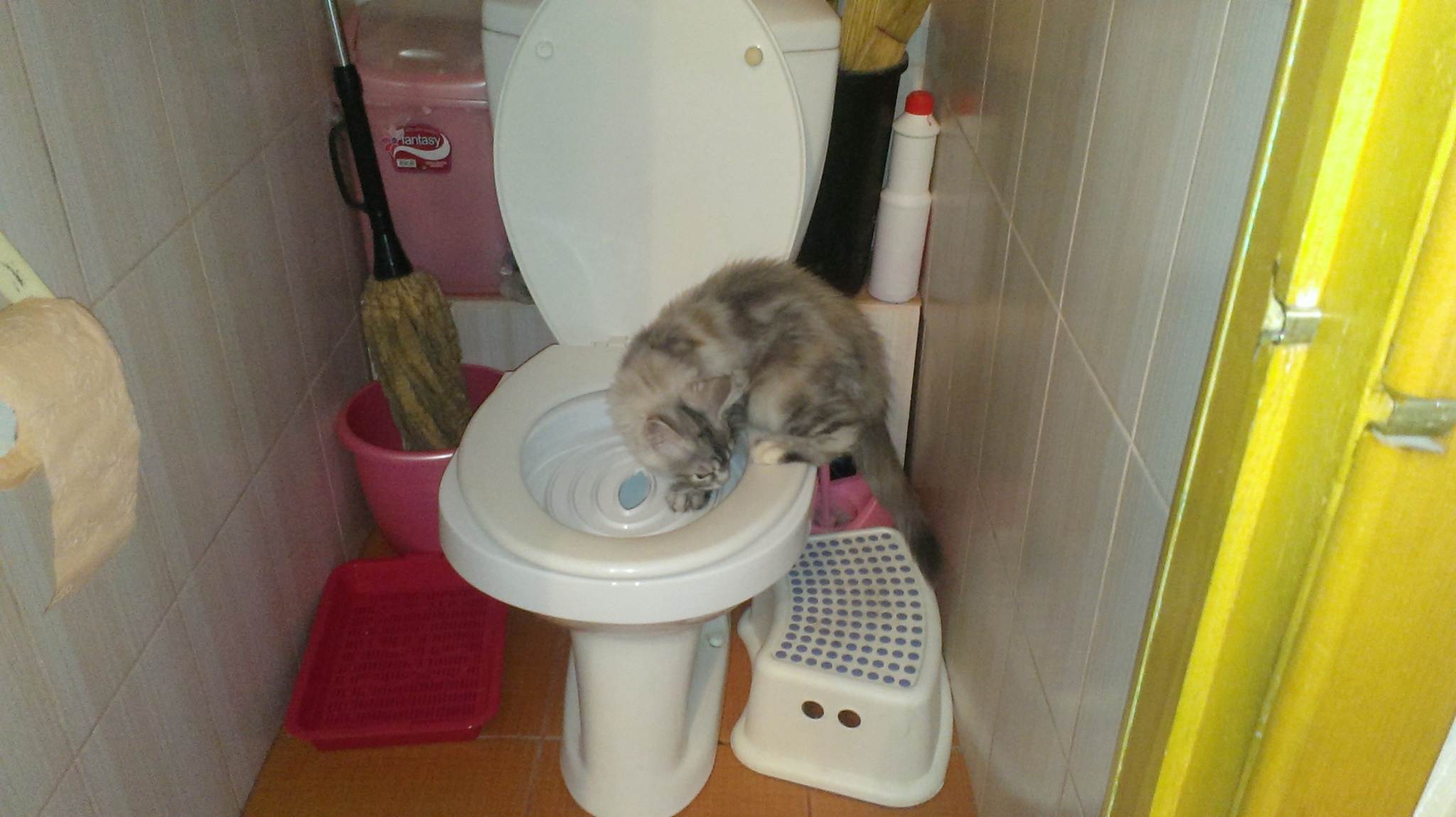 Когда котята начинают ходить в туалет самостоятельно