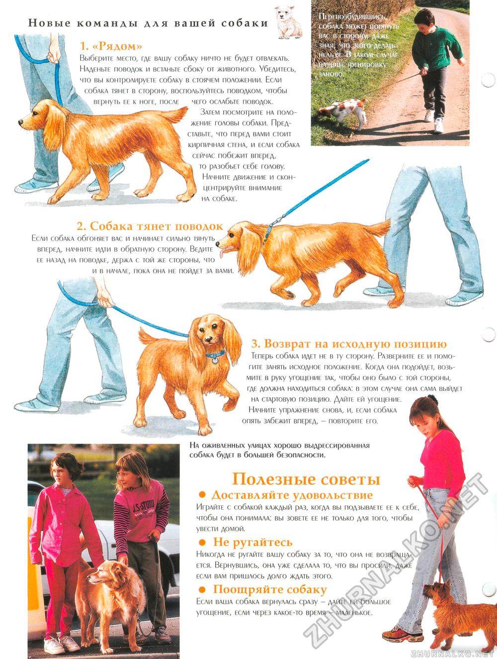 Инструкция по правильному воспитанию щенков и взрослых собак
