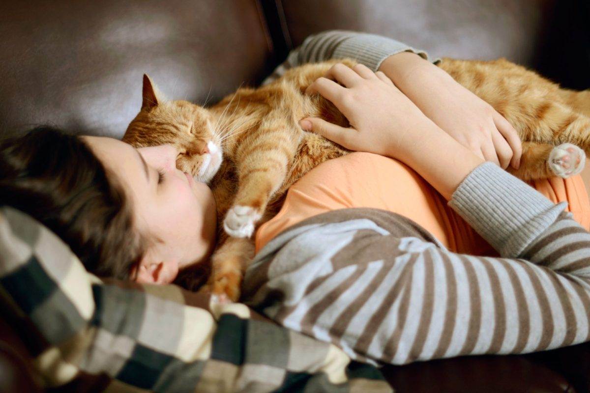 Почему кошка ложится на человека: научные гипотезы и сверхъестественные версии, способности кошки лечить, польза и вред сна человека рядом с кошкой