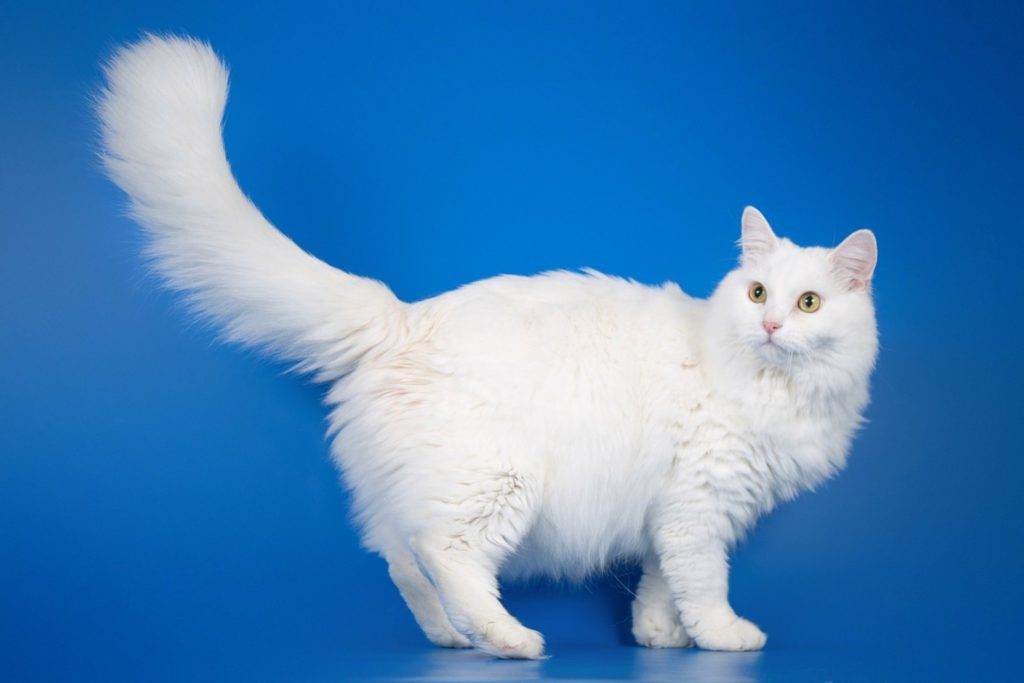 Ангора порода кошек — объясняем по пунктам