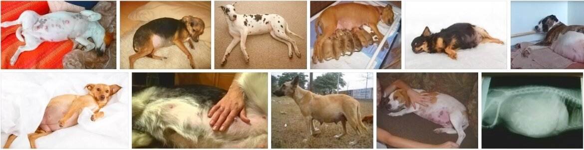 Как понять, что собака рожает - 10 признаков родов