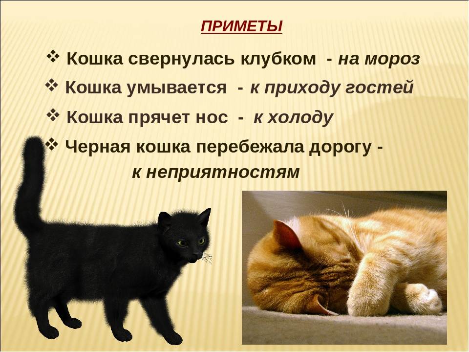 Приметы про кошек и котов: народные суеверия
