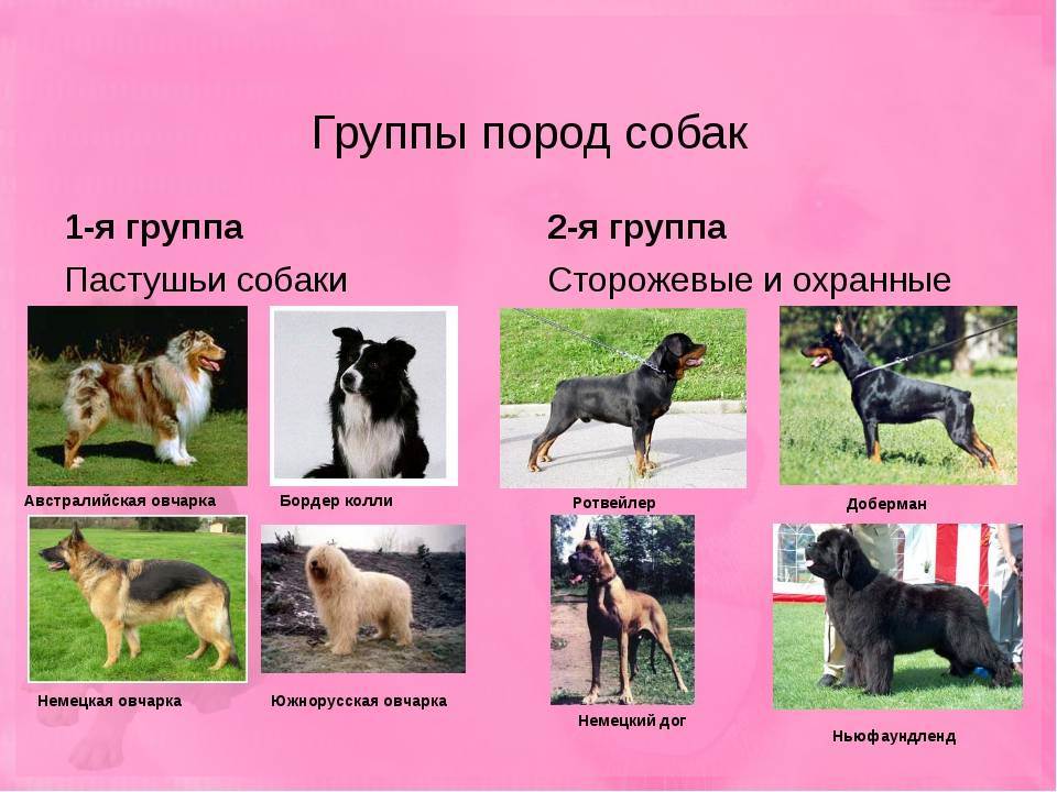Породы собак с фотографиями и названиями