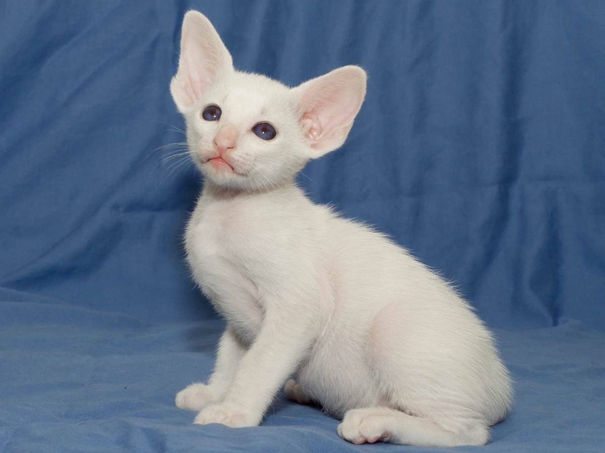 Породы белоснежных кошек – от белоснежной гладкой као-мани до наипушистейшей гималайской кошки.