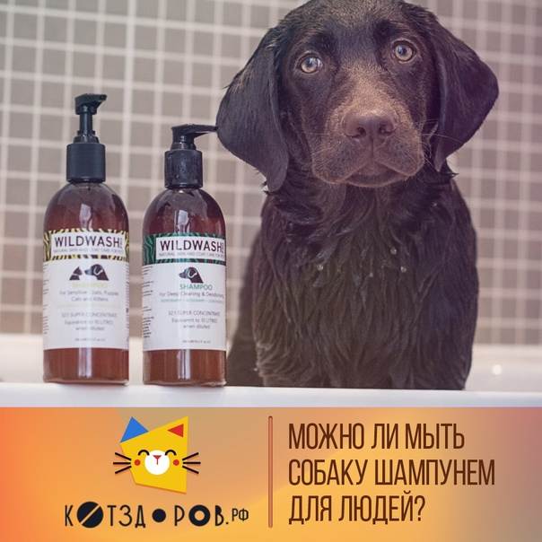 Можно ли мыть собаку хозяйственным мылом, как и чем мыть собаку