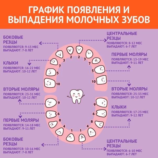 Смена зубов у кошек
