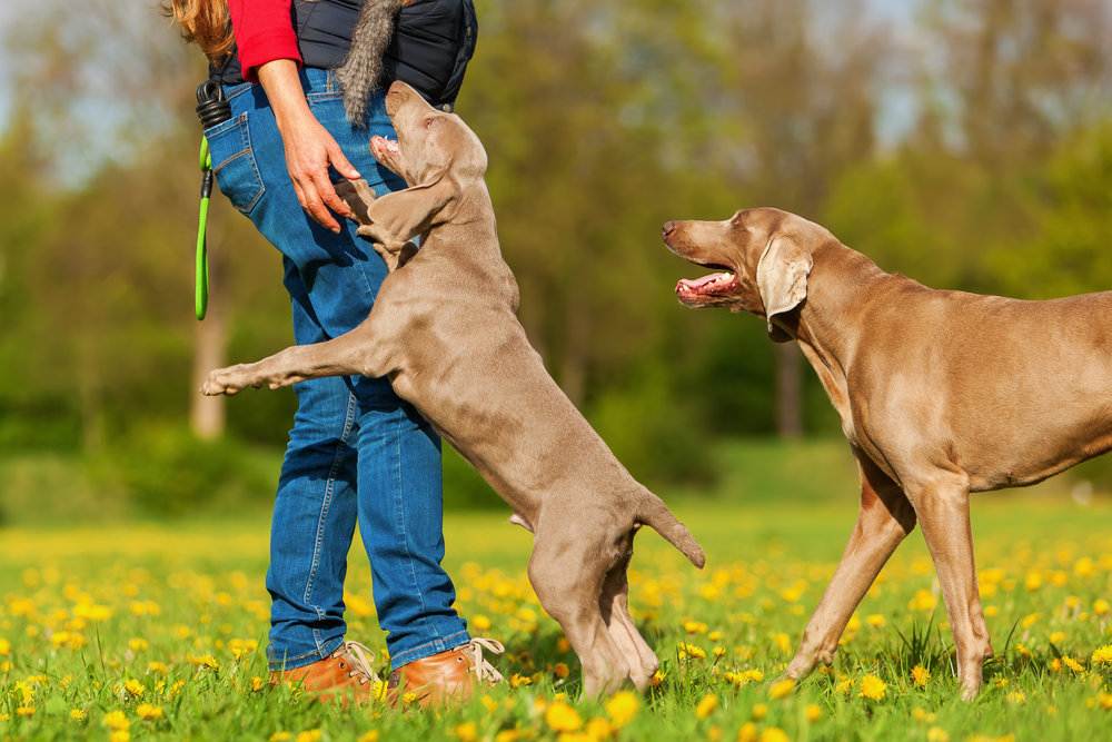 Как отучить собаку лаять без причины: самые действенные способы