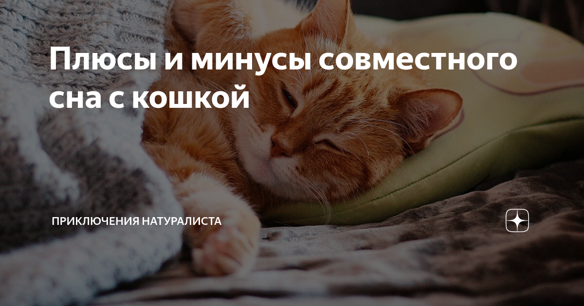 Плюсы и минусы совместного сна с кошкой - gafki.ru