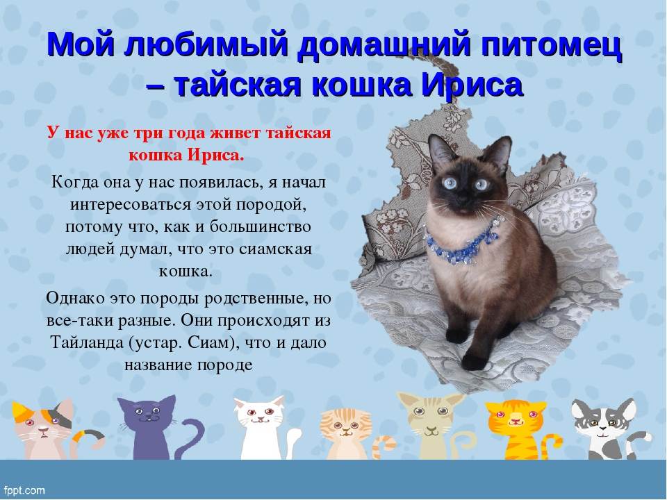 Кошка 1 класс. Проект мой любимый Пито. Презентация мой домашний питомец. Проект мой любимый питомец. Проект мойлюбимыйпитомиц.