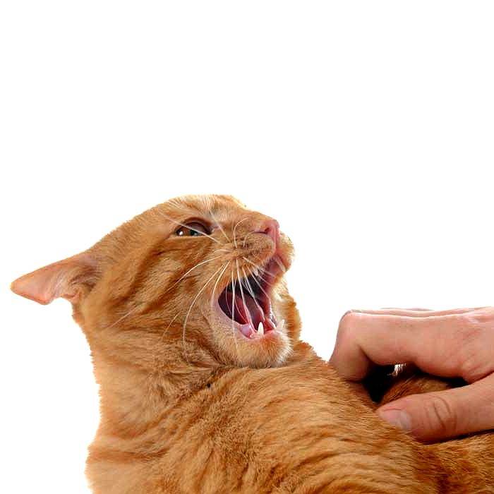 Как отучить котенка царапаться и кусаться, почему кот или кошка постоянно кусает и царапает руки и ноги, как воспитывать их самостоятельно