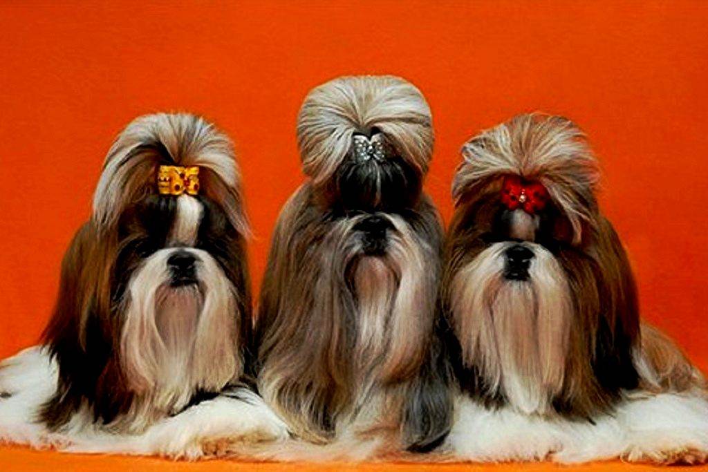 Порода ши-тцу: описание и характеристика, особенности содержания и ухода за собакой, отзывы владельцев
