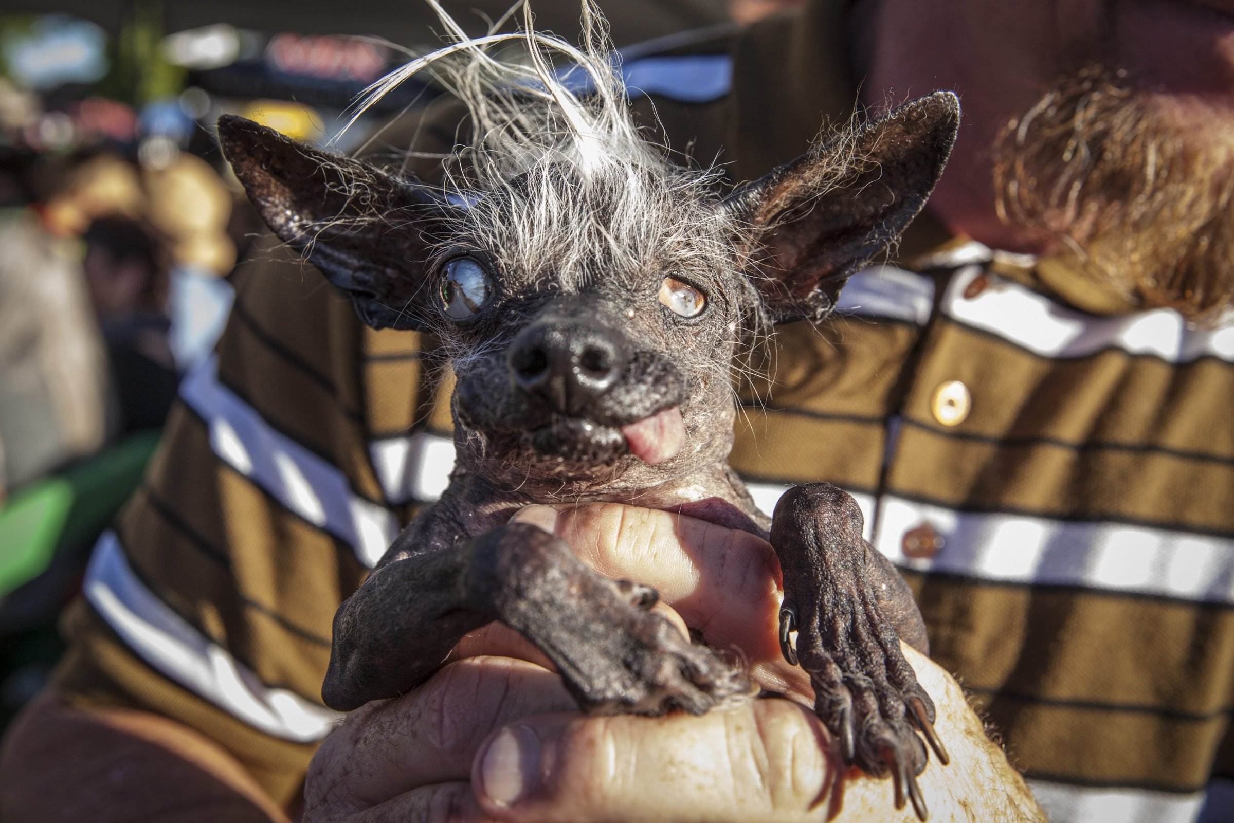 Самые страшные собаки в мире (12 фото)