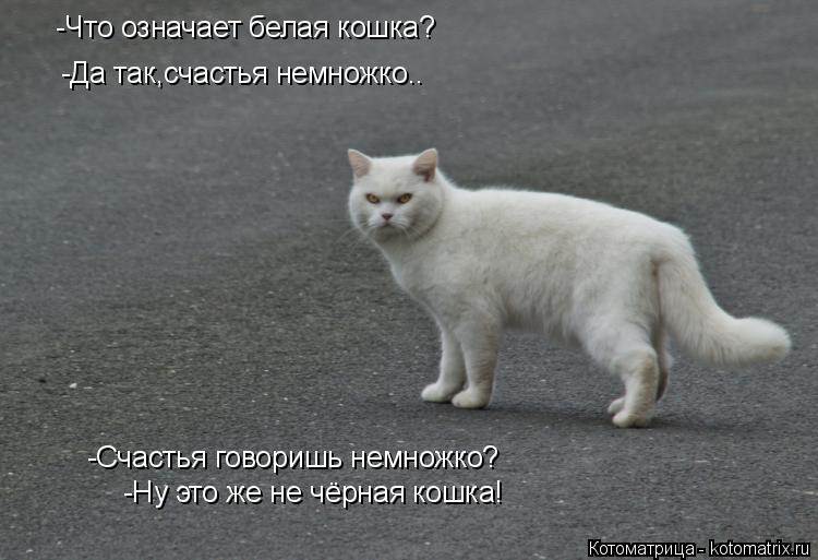 Что обозначает белая спина. Белая кошка перебежала дорогу. Кошка перебежала дорогу. Чёрная кошка перебежала дорогу. Кот переходит дорогу.