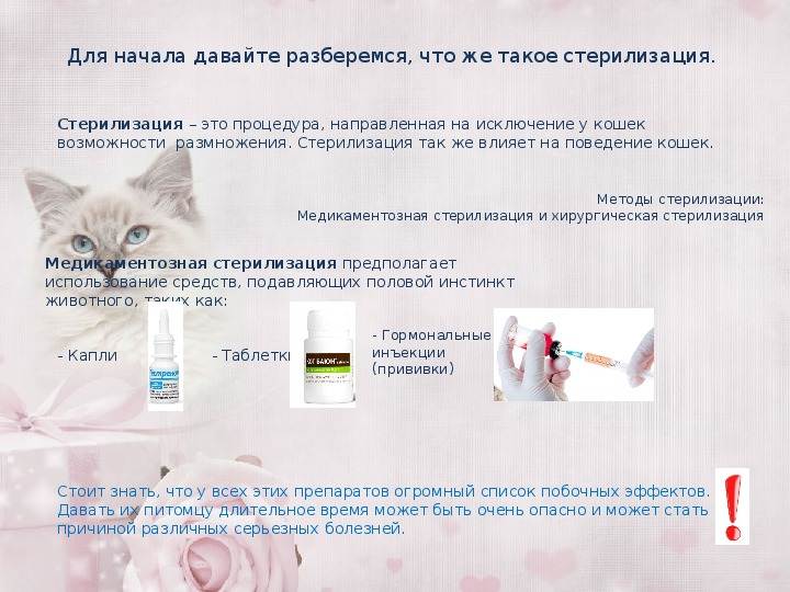 Стерилизация беременной кошки: плюсы и минусы - oozoo.ru