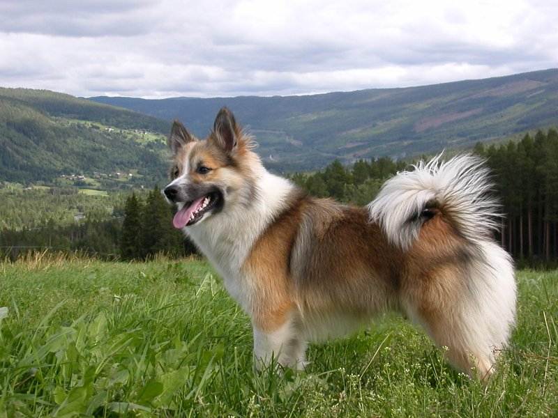 Португальская водяная собака: 95 фото и видео описание стандартов породы