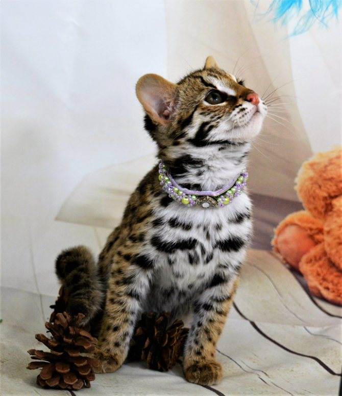 Породы кошек с леопардовой окраской- какая похожа на леопарда- обзор +видео