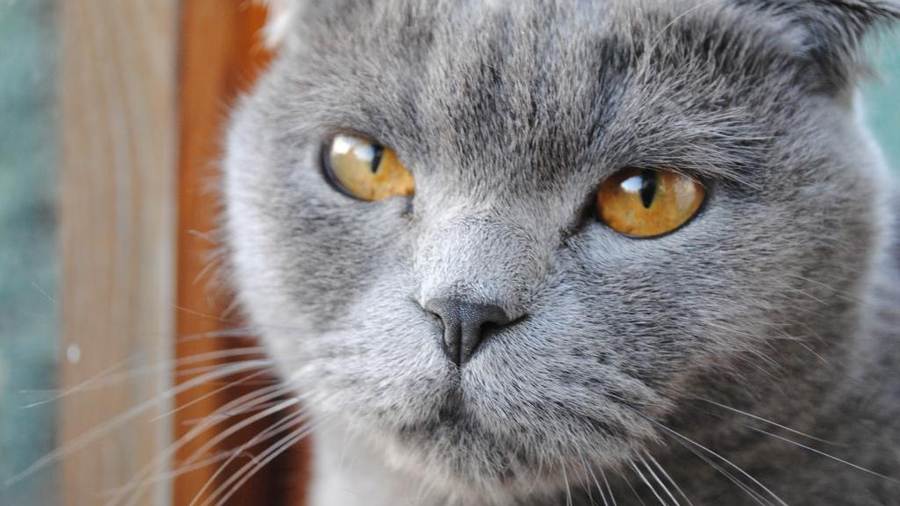 Микоплазмоз у кошек: симптомы, лечение и профилактика