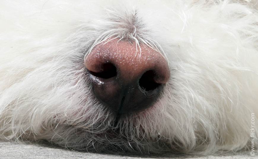 Почему у собаки может быть сухой нос