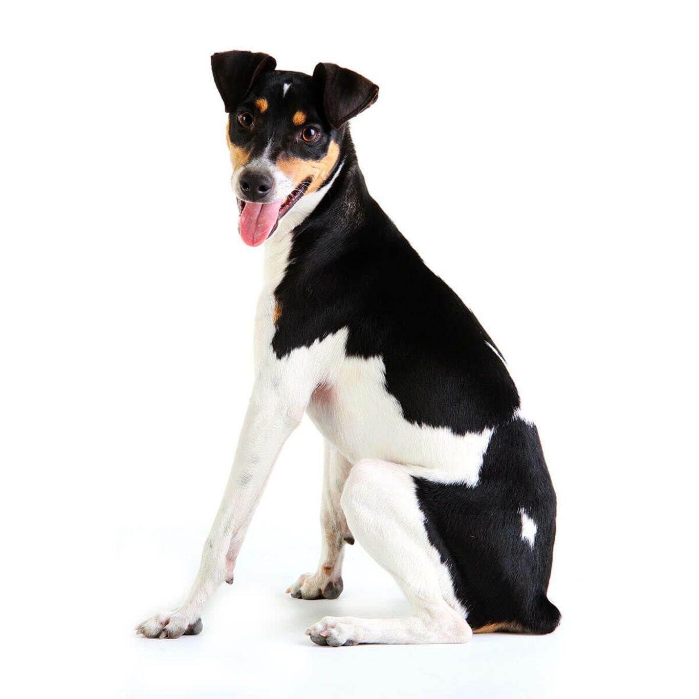 Породы собак из бразилии — сайт эксперта по животным — howmeow