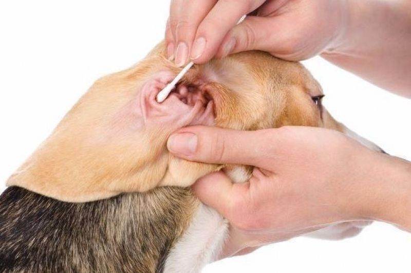 Как чистить уши собаке?