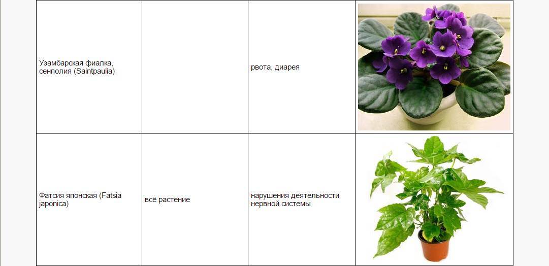 Ядовитые растения россии - названия видов, фото и описание