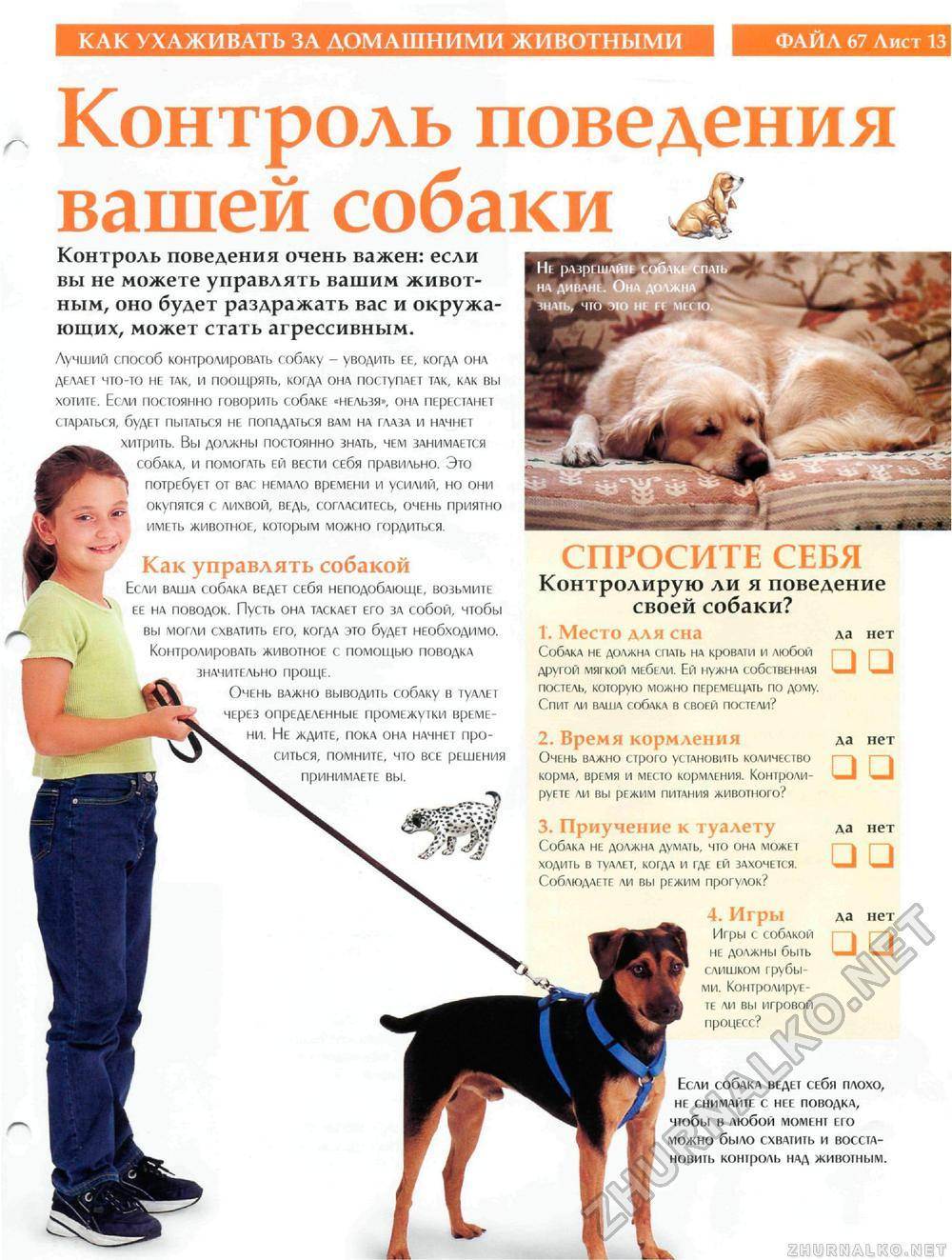 Советы ветеринара по домашнему и уличному содержанию собак. как правильно содержать собаку в доме, на улице, купать, кормить, ухаживать за шерстью, как определить, не болеет ли собака?