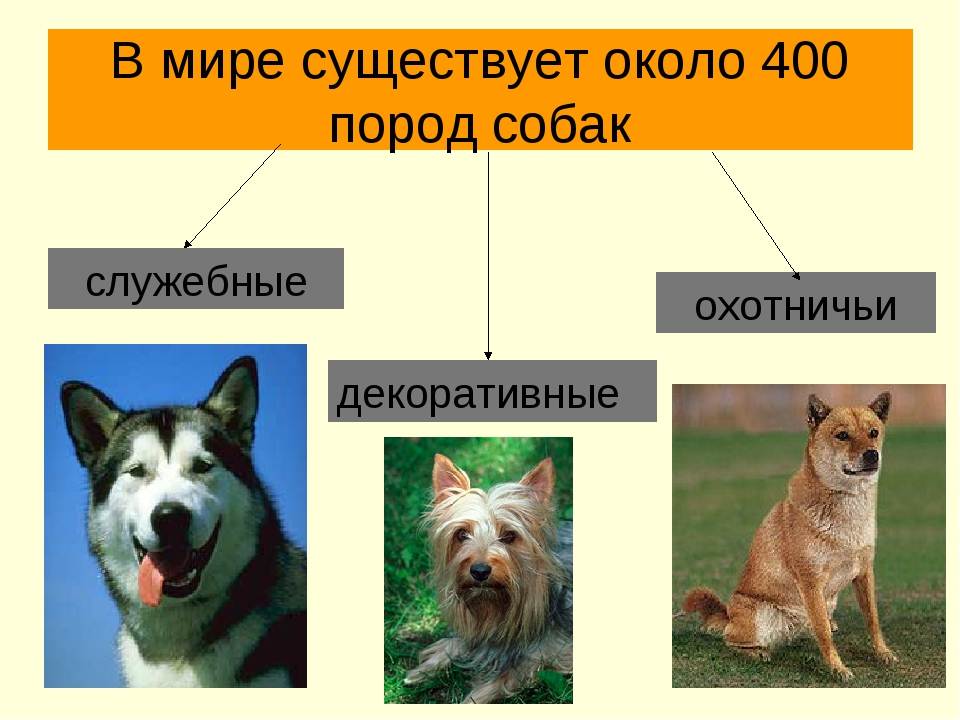 Служебные собаки: описание, виды, использование и применение