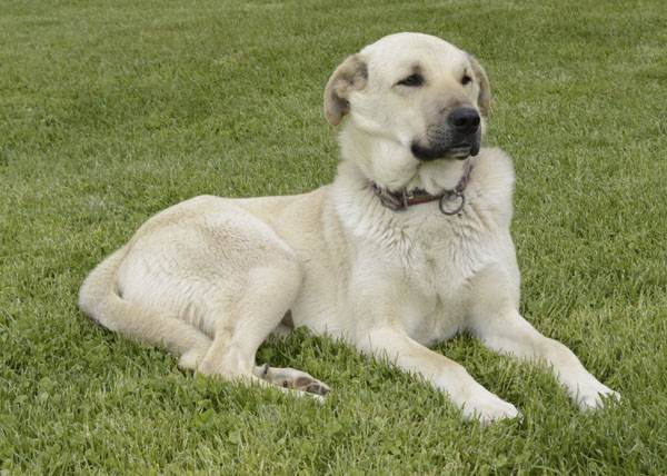 Собака породы кангал – фото, характеристика, цена