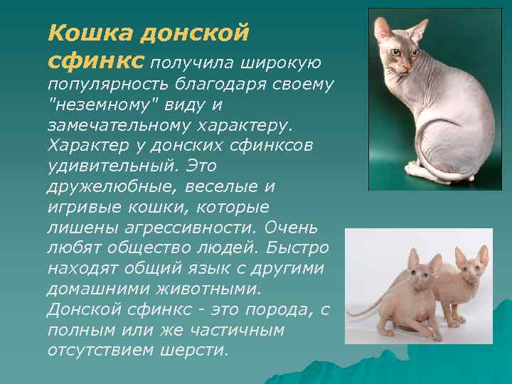 Сфинкс кошка: характер достоинства и недостатки уход