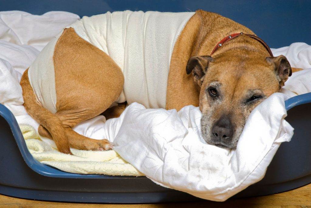 Стерилизация собак — все за и против