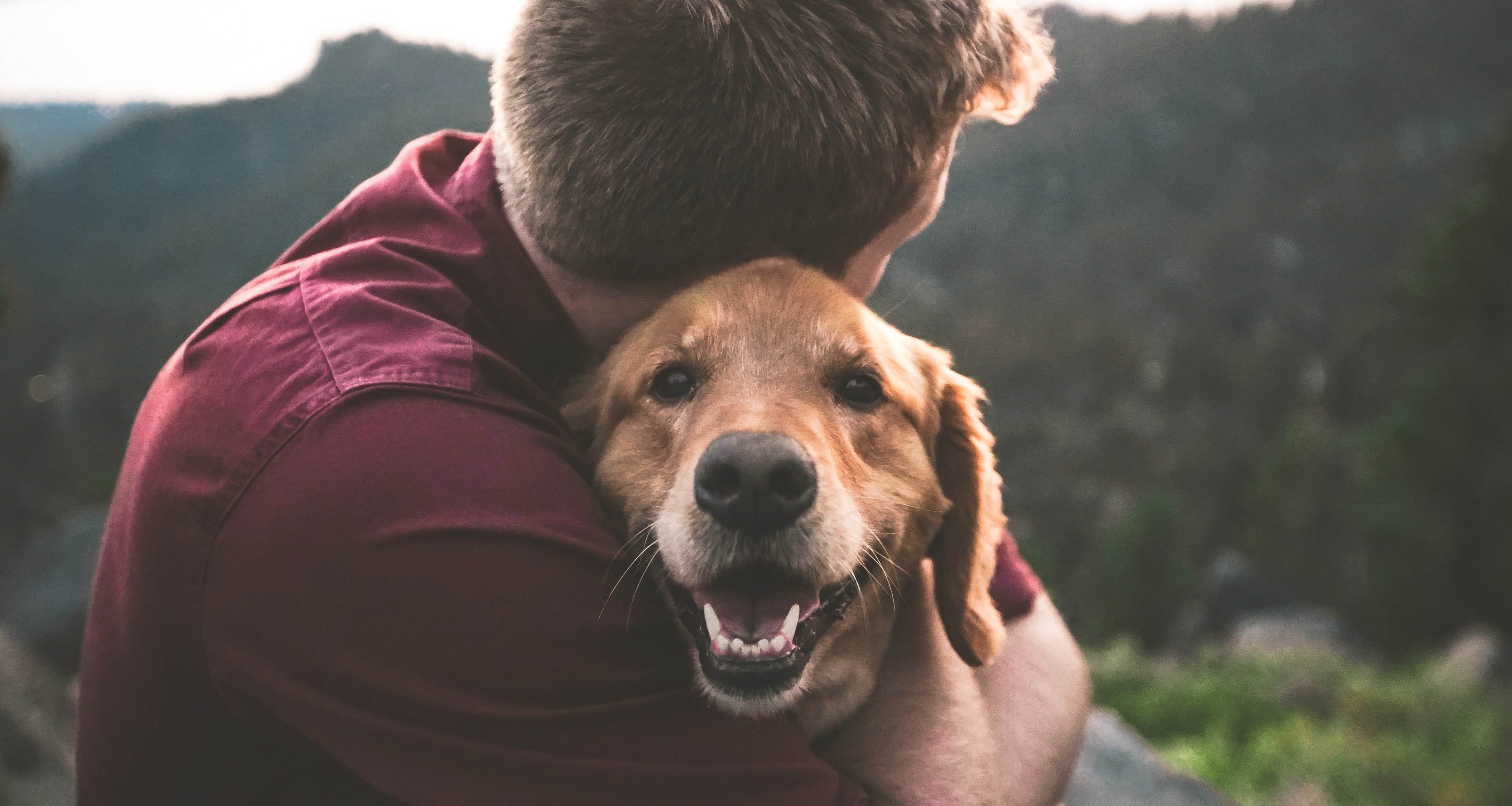 Почему собака лучший друг человека: основные причины