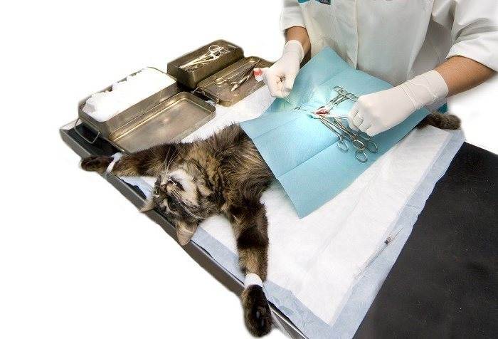 Кастрация кота: плюсы и минусы операции и совет ветеринара кастрировать или нет