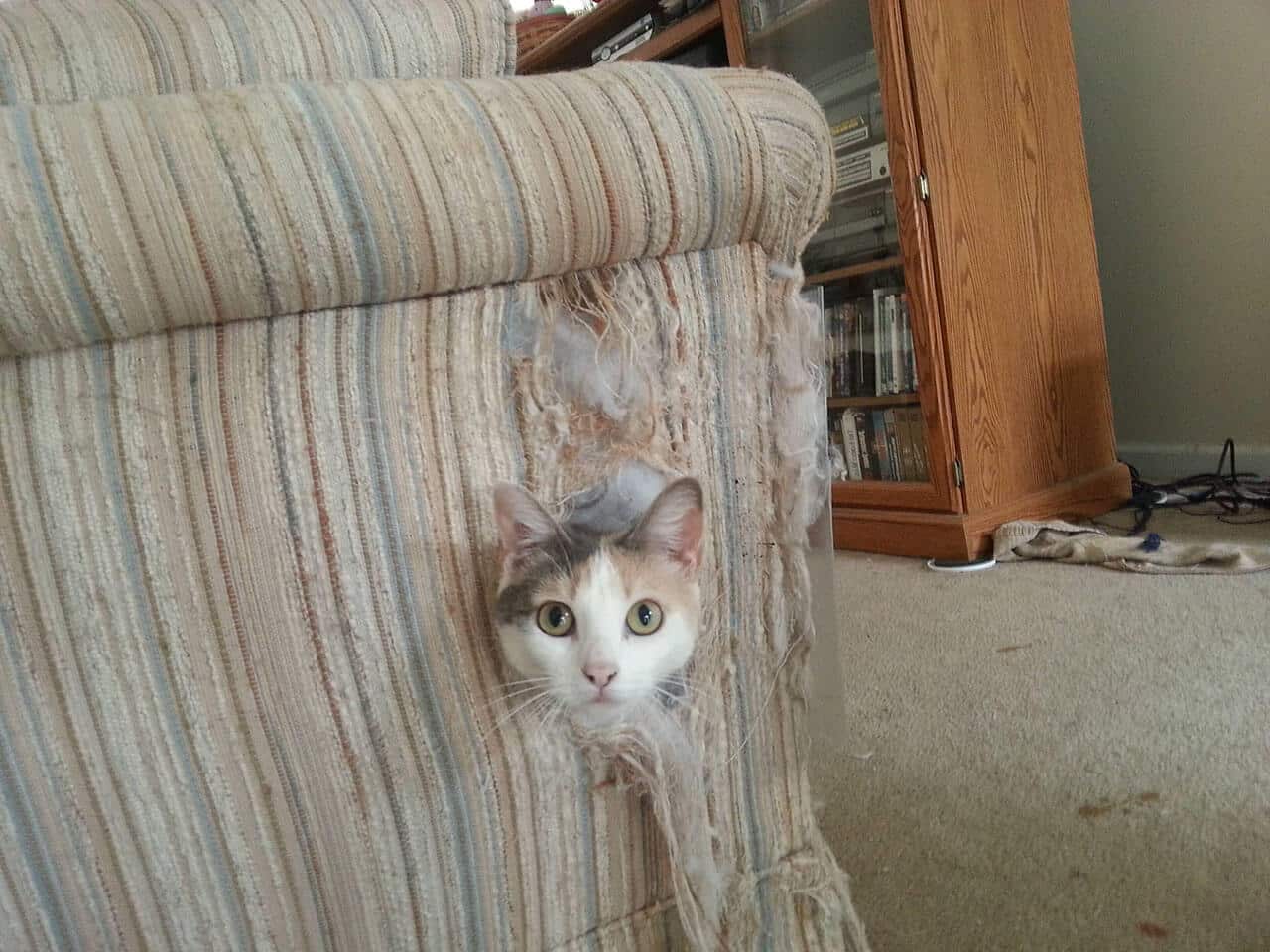 кошка не выходит из под дивана в новом доме