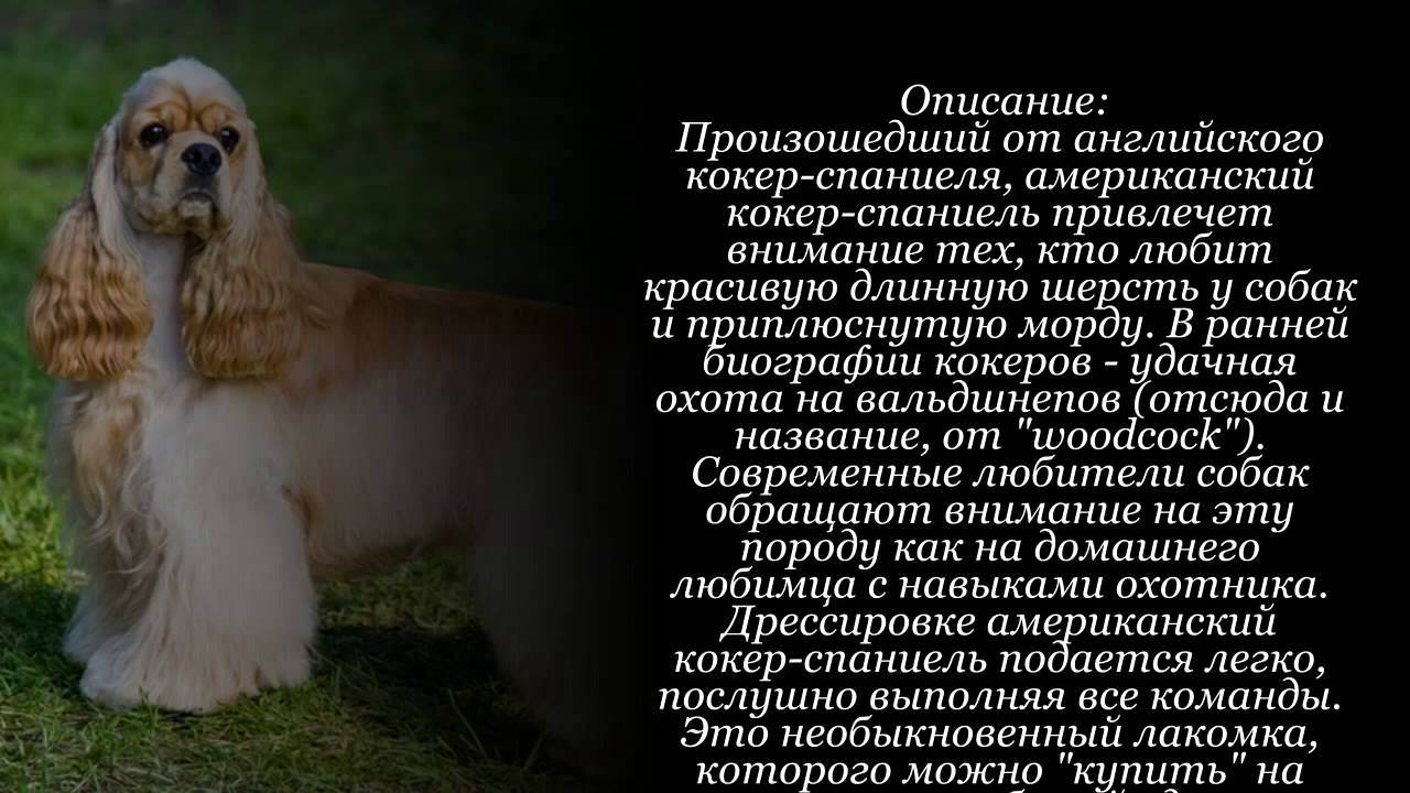 Характеристика породы русский спаниель, содержание и уход за щенком