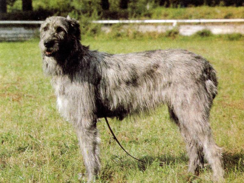 Какие существуют собаки волкодавы: описание русских, немецких и азиатских пород