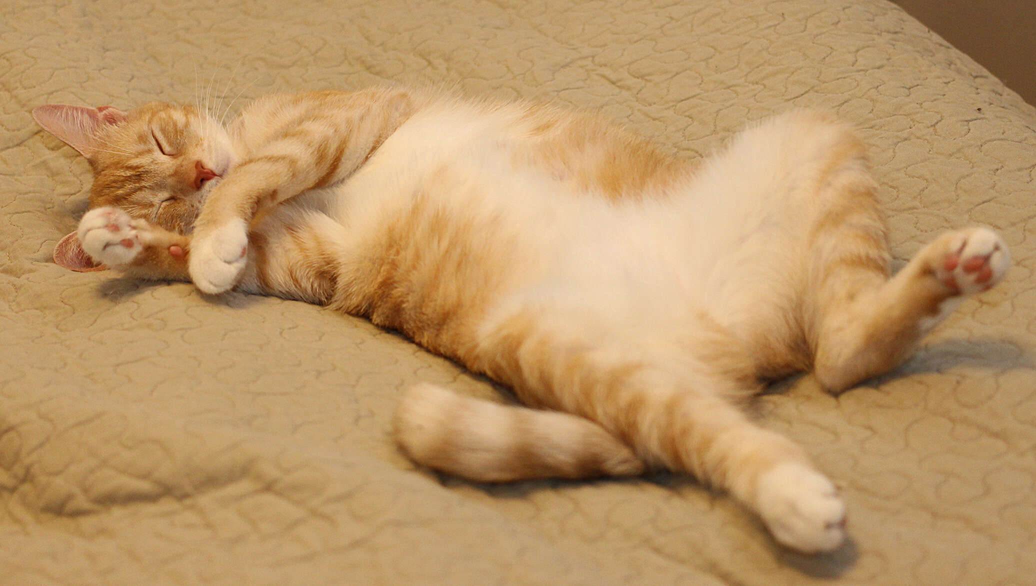 Расслабленная кошка. Кот лежит на спине. Спящий кот. Рыжий кот лежит на спине.