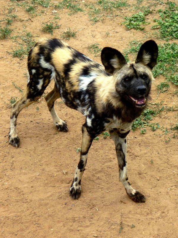 Гиеновидная собака: африканская дикая в домашних условиях