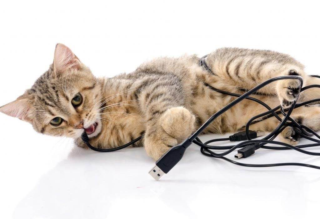 6 способов, как отучить кошку грызть провода и много полезных советов