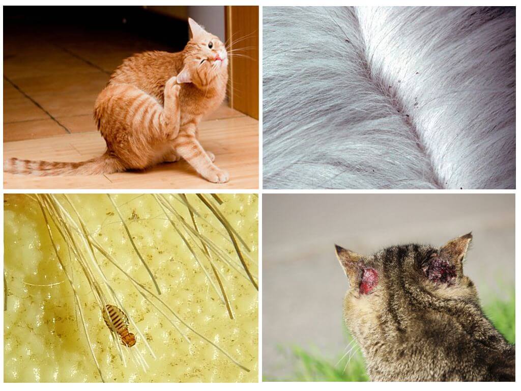 Власоеды у кошек - лечение, симптомы и как вывести власоедов у кошек