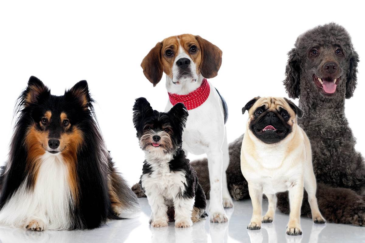 Самые неприхотливые породы собак: какие домашние питомцы (маленькие, средние и большие) просты в уходе и содержании для квартиры и детей, для частного дома?