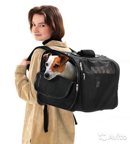 Рюкзак для переноски собак мелких пород. советы по выбору на petstory