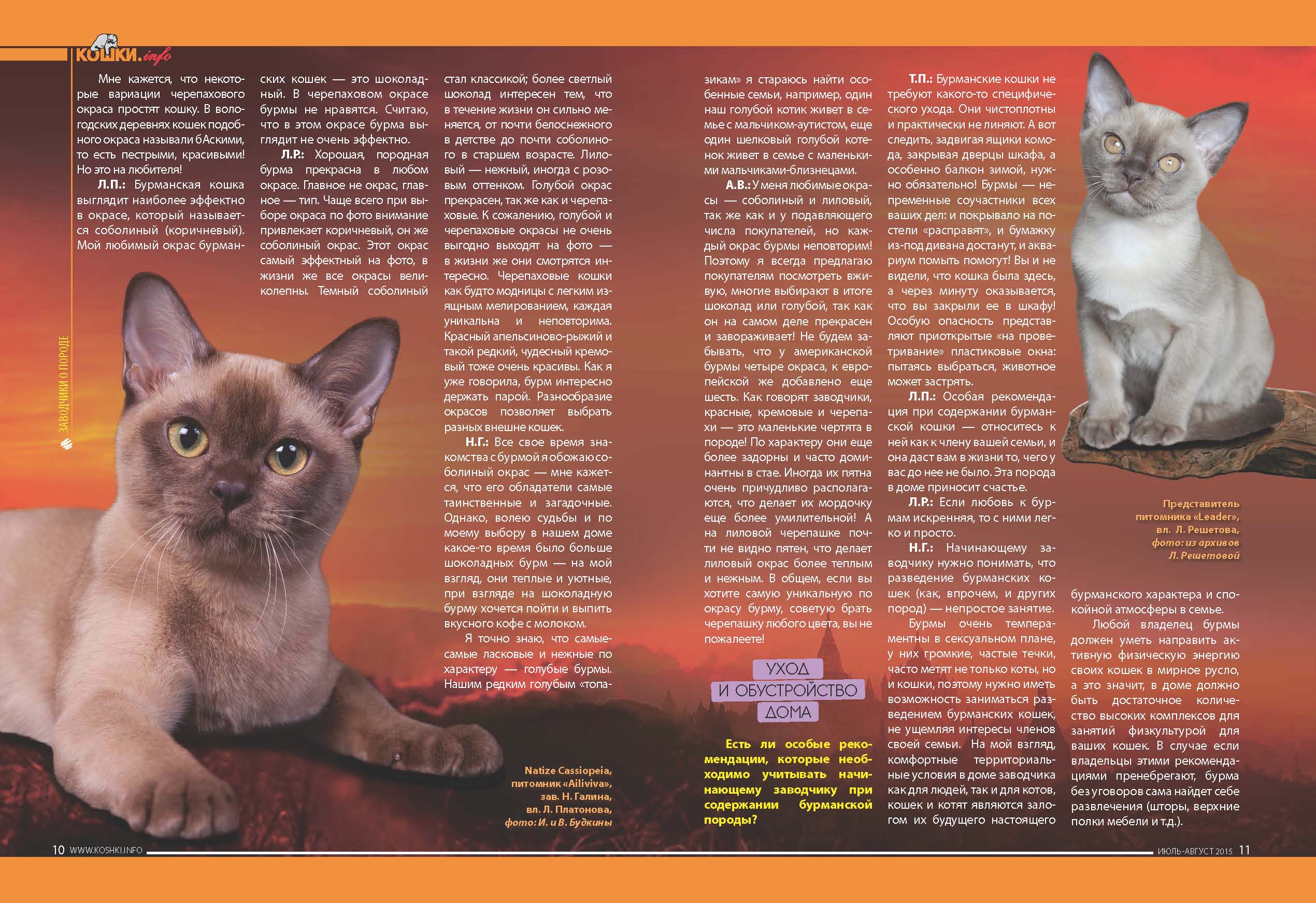 Порода кошки бурманская кошка: характеристики, фото, характер, правила ухода и содержания - petstory