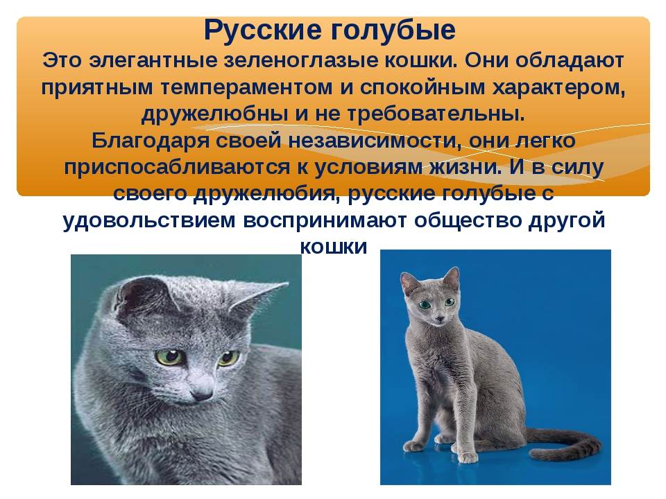 Европейская короткошерстная кошка: описание породы, 15 фото