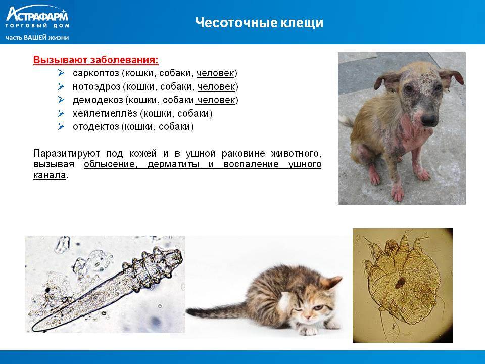 Демодекоз у кошек: лечение, препараты, в домашних условиях