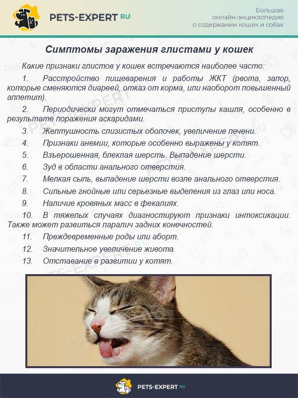 Как установить наличие глистов у кошки: 14 шагов