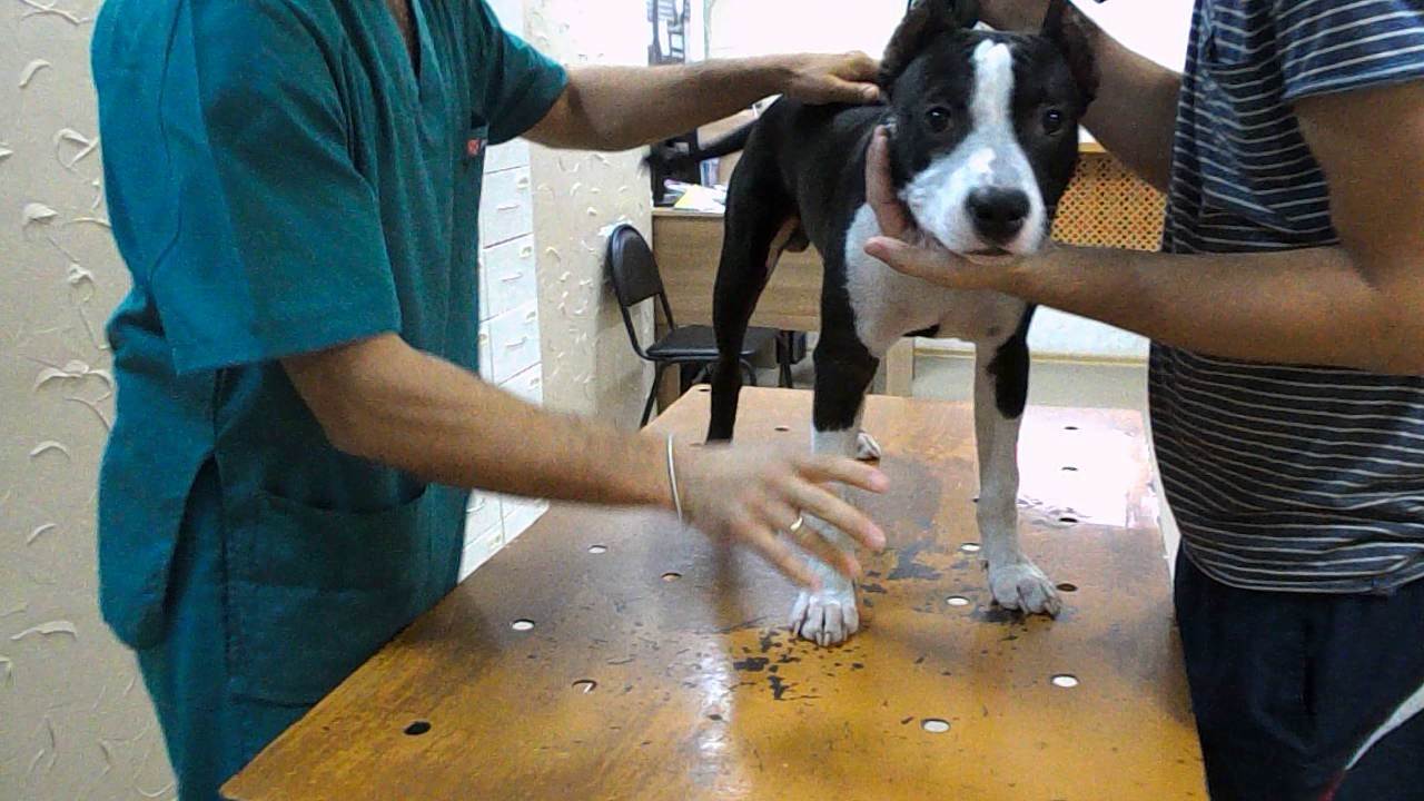 В каком возрасте стерилизуют собак: способы стерилизации, ранняя или поздняя стерилизация, плюсы и минусы процедуры по возрастам