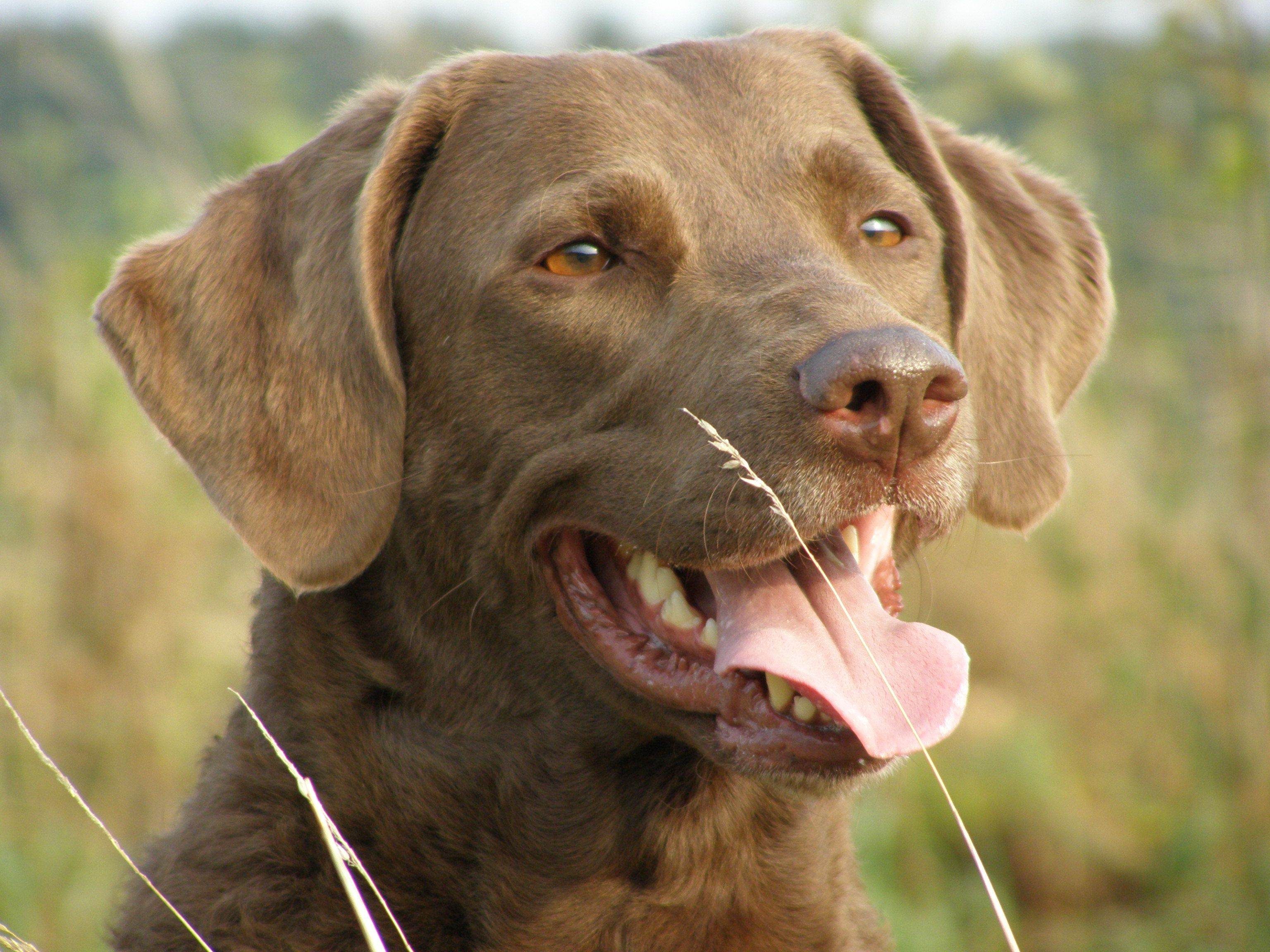 Чесапик бей ретривер: описание и характеристика породы собак