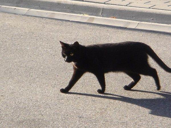 Черная кошка в доме: приметы и поверья, что означает